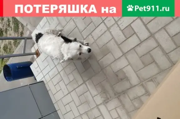 Собака найдена на улице Малая Самара, дом 20.