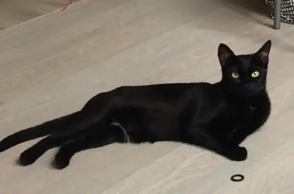 Пропала кошка в СНТ Круиз, Москва, Чёрная, 2 года, очень пугливая.