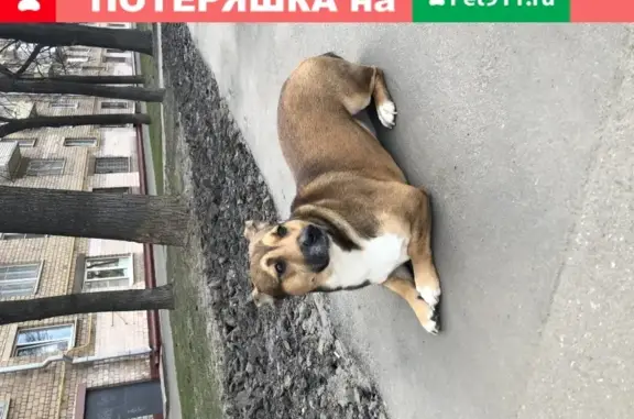 Найдена собака на проспекте Маршала Жукова