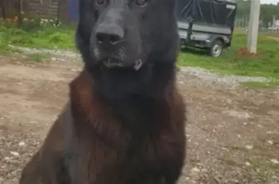 Пропала собака Агат в селе Шеланга, Татарстан