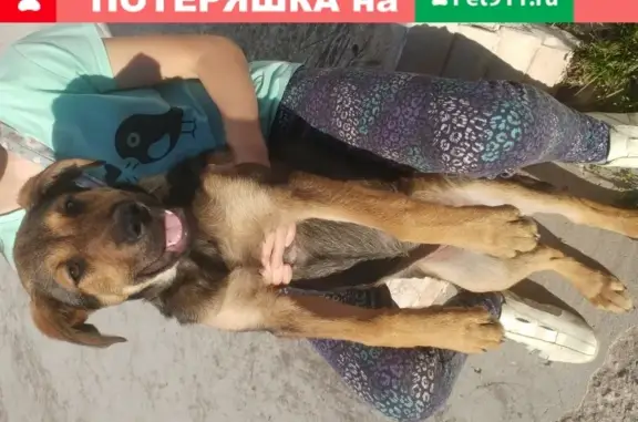 Найдена собака на ул. Галины Петровой, Севастополь
