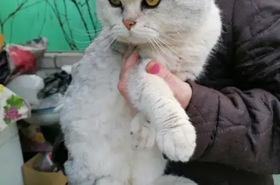 Найден кот в Курске, ул. Воронежская, 29