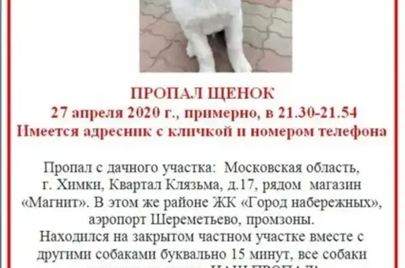 Пропала собака в Химках, Московская обл.