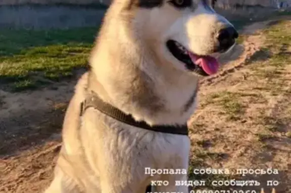 Пропала собака Хаска в Знаменске, Астраханская обл.