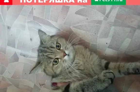 Найдена кошка, хозяин найден - Томск