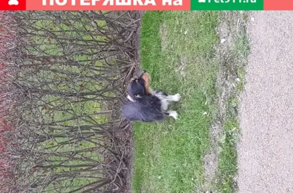 Собака найдена возле парка на улице Бабушкина, 89к2