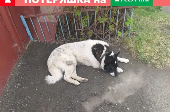 Собака с ошейником на улице Зыряновская 18.