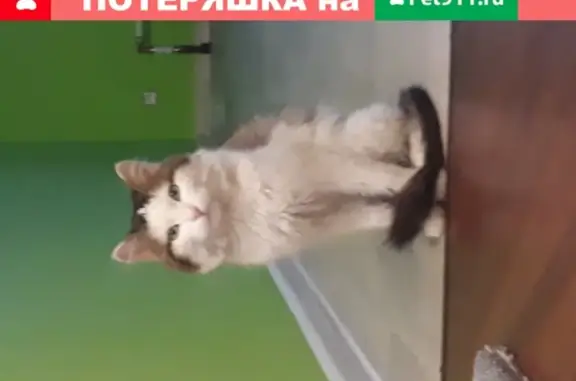Найден кот на улице Восстания в Казани