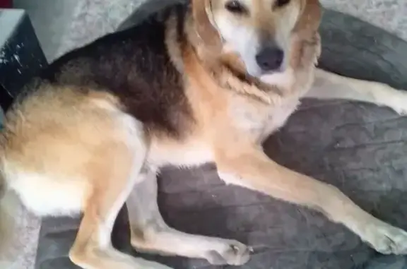 Найдена голодная собака в Тюмени, ищем хозяина