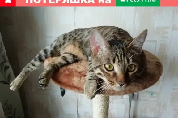 Пропал кот Зверь на Тухачевского, 13.