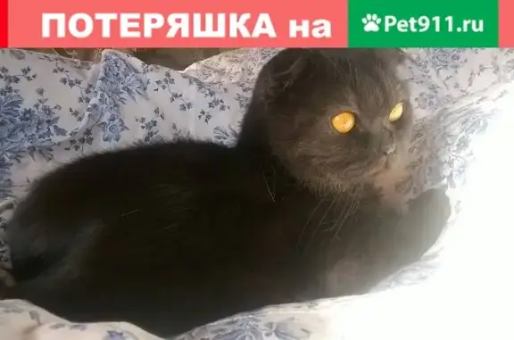 Кошки потеряшки, Тольятти, фото: Потеряшка кошка Моника на ул. Борковской.