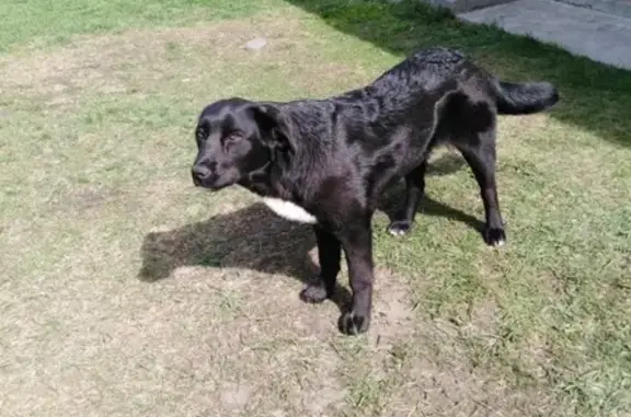 Собака найдена в Барнауле, Алтайский край