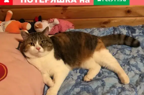 Пропала кошка Ася в СНТ Ремонтник, Ясногорский район, Тульская область