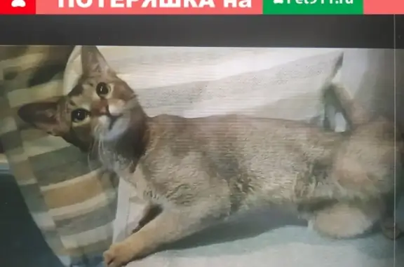 Пропал кот Гоша на ул. Фабричная 37, Раменское.