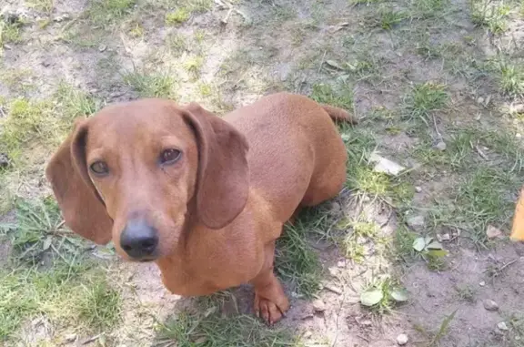 Собака на ул. Новогрудская уже 2 дня (Дятлово, Беларусь)