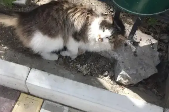 Кошка найдена в Черкесске, Россия