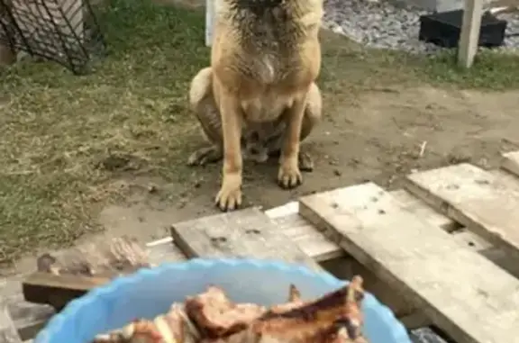Найдена добродушная собака в Фёдоровском посёлке