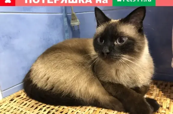 Найдена кошка на ул. Маршала Тухачевского