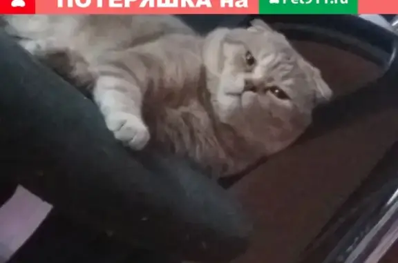 Пропала кошка Боня на ул. Металлургов, 12к3