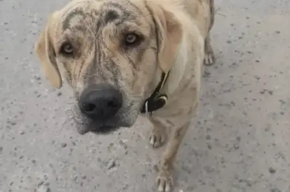 Найдена собака в Дзержинском районе Волгограда