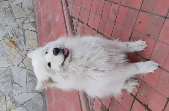 Найдена собака, , фото: Найдена белая собака в Екатеринбурге