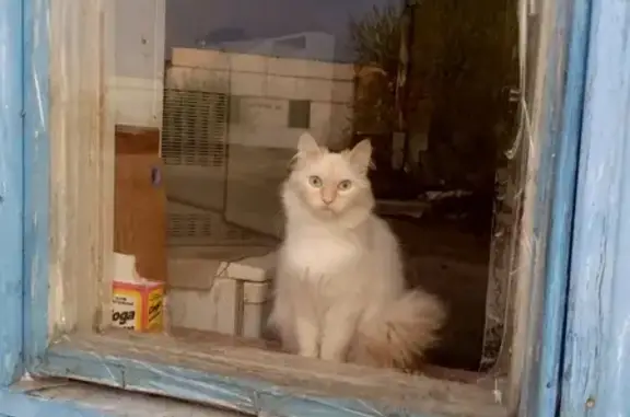 Пропала кошка Мася в Томске, микрорайон Телецентр