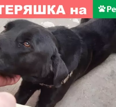 Найден черный пёс на Касимовском шоссе, Малаховка