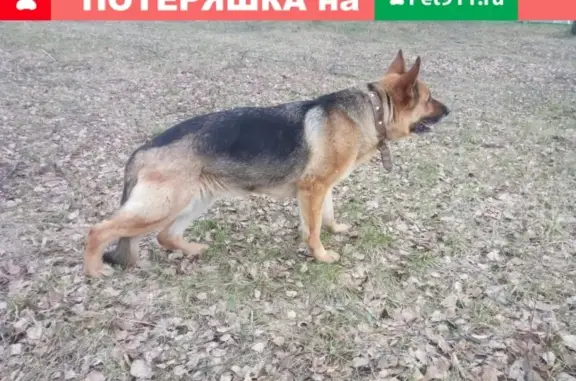 Найдена дрессированная собака в Набережных Челнах