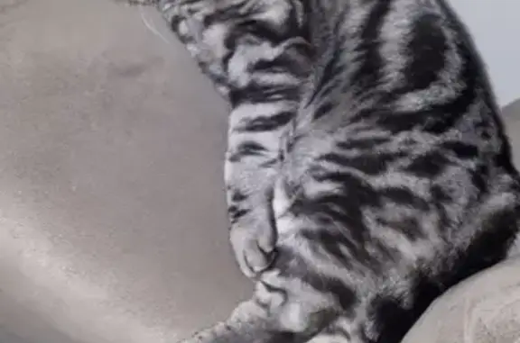 Кошки потеряшки, Санкт-Петербург, фото: Потеряшка кошка Настя в Солнечном, СПб, Советский пер., 10