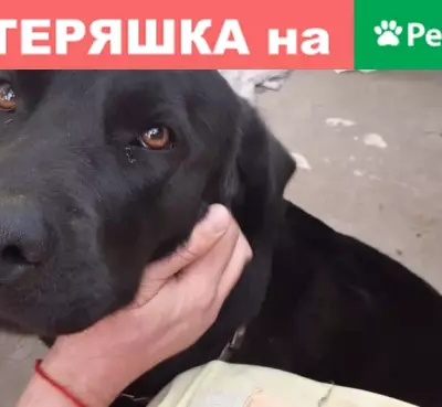Найден пес в Малаховке с ошейником