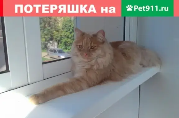 Пропал кот Вася в Кирове, слобода Кокуй