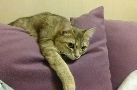 Потерянные животные Барнаул, фото: Пропала кошка на улице Антона Петрова, Барнаул, Россия (168)