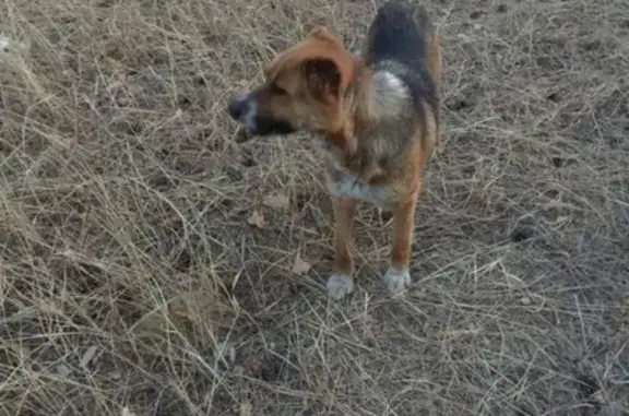 Найдена ласковая собака возле ТЦ Макси