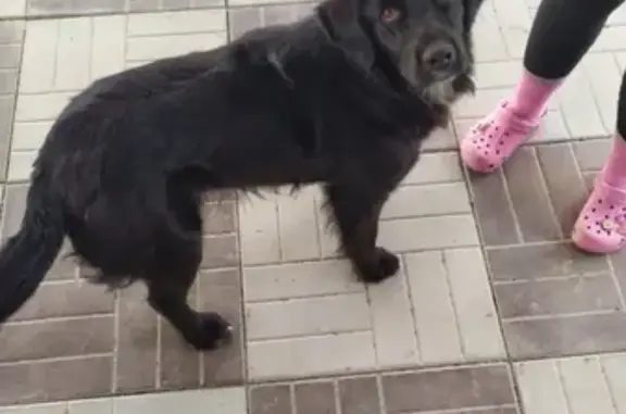 Найдена собака в Беспятово, Московская область