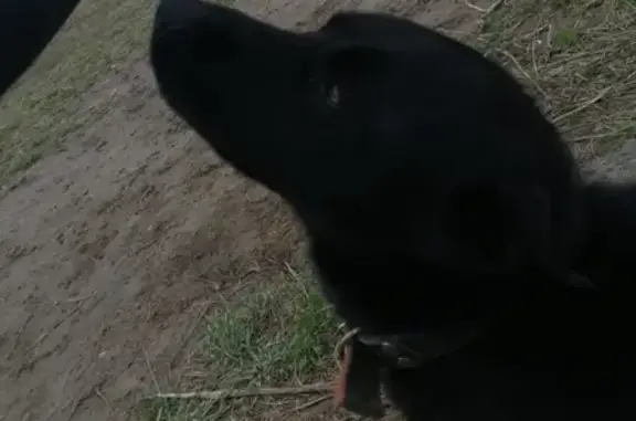 Собака найдена в Тверской области, срочно нужны хозяевы!