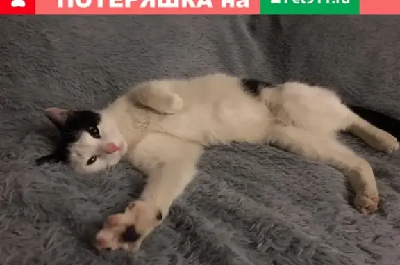 Кошка найдена в Фрунзенском районе СПб