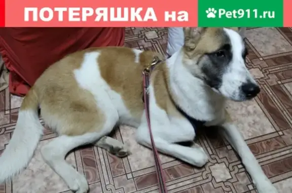 Найдена собака с синей шлейкой в Переделкино