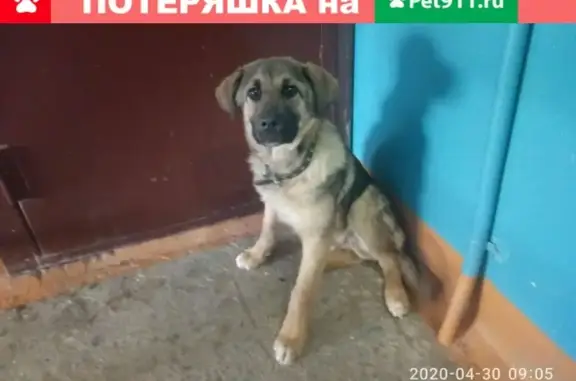 Собака Потеряшка ищет хозяина в Оренбурге