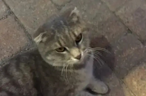 Объявления о пропавших и найденных животных, Ставрополь, фото: Найден домашний котик на ул. Федеральная-Постовая, вернём хозяину.