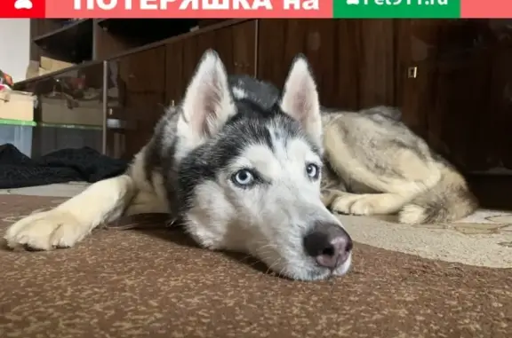 Найдена собака Хаски без чипа в Москве