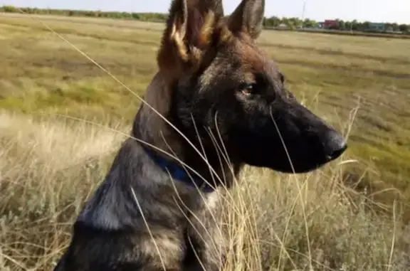 Собаки потеряшки, Омск, фото: Потеряшка Немецкая овчарка в Омске, микрорайон Порт-Артур!