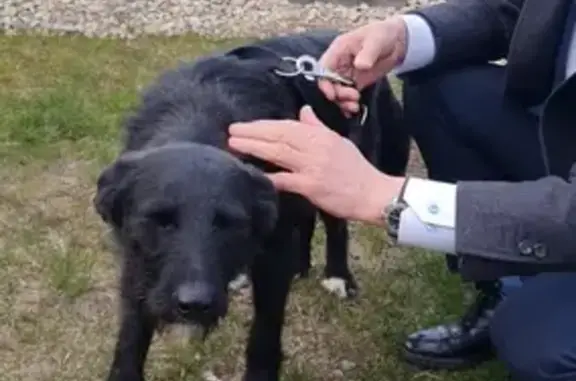 Пропала собака в деревне Елино, вознаграждение 10 000 руб.