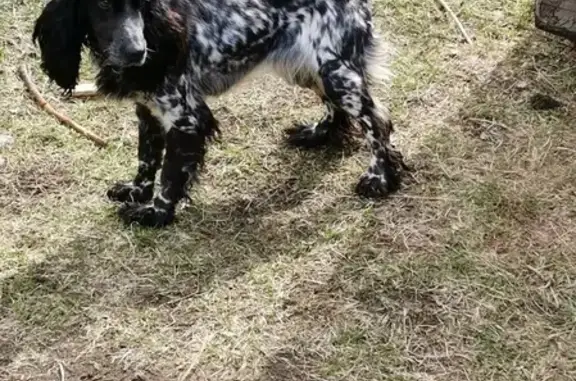 Найдена собака, Нижний Новгород, фото: Потерянный пёсик на Чернораменка, Нижний Новгород