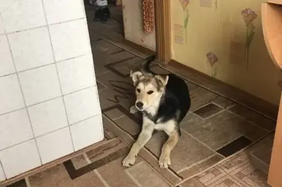 Найдена собака, , фото: Найдена собака в Барановичах на крестах 7.