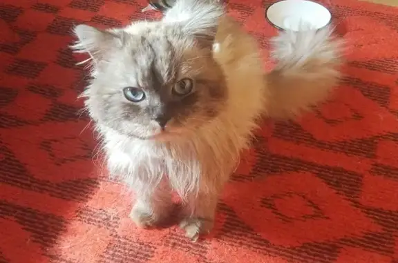 Кошка с голубыми глазами найдена в Апрелевке, ул. Мартовская 38
