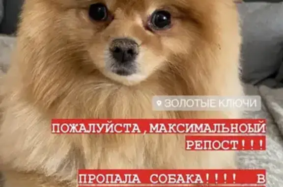Пропала собака Джон на ул. Минская, вознаграждение.