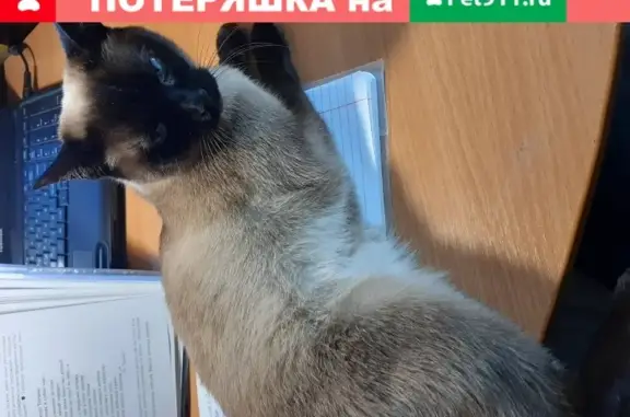 Пропала сиамская кошка в Рославле