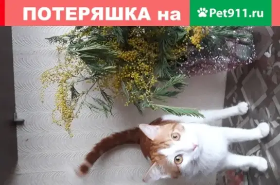 Кошки потеряшки, Нальчик, фото: Потеряшка кот Рыжик, м. Искож, Нальчик, пугливый.