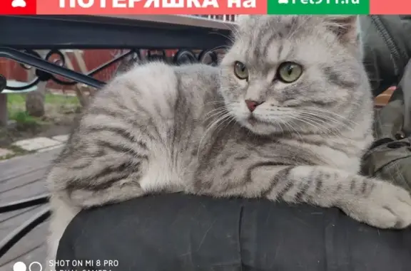 Серый котик спасен на Лапшихе, Нижний Новгород