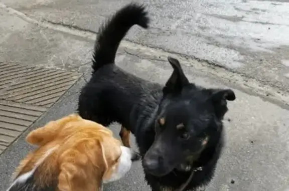 Собака Пёсик найдена на улице Обручева, Москва